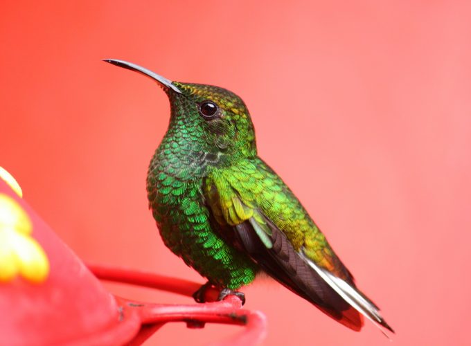 Wallpaper Bird, 5k, 4k wallpaper, green, pink, eyes, exotic, tropical, nature, Animals 5416516168